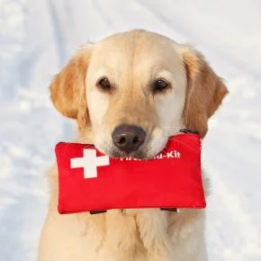 In an emergency – pet first aid advice
