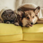 Winter weather top tips for cats and dogs