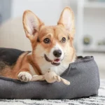 Vet bed care instructions – top tips for washing pet bedding