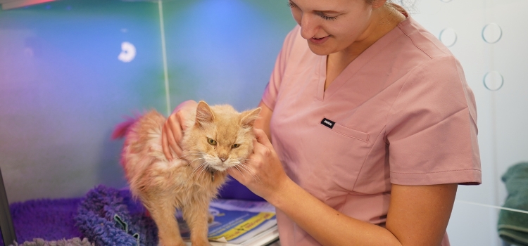 Nurturing your cat during their golden years