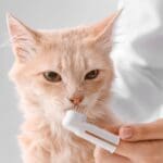 Should you clean a cat’s teeth?