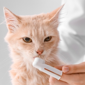 Should you clean a cat’s teeth?