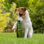 Pet friendly plants & spring gardening safety tips for dogs