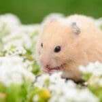 Growing Goodness: The wonders of edible gardens for small pets