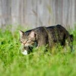 Nurture explains the importance of regular cat worming