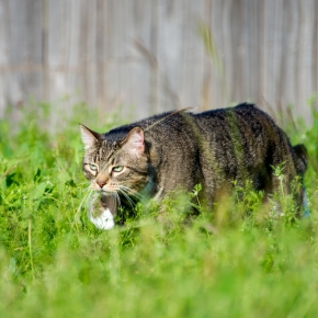 Nurture explains the importance of regular cat worming