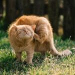 Nurture’s cat-loving vets share common signs of cat fleas