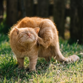 Nurture’s cat-loving vets share common signs of cat fleas