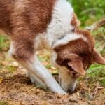 Vet Rachel shares how to spot worms and fleas on your dog