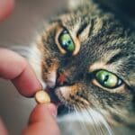 Five different ways to give medication to cats
