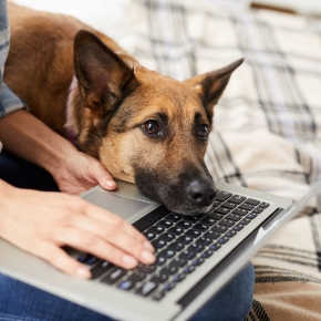 Dog enrichment ideas for overcoming boredom
