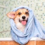 Our tail-wagging dog grooming guide is here