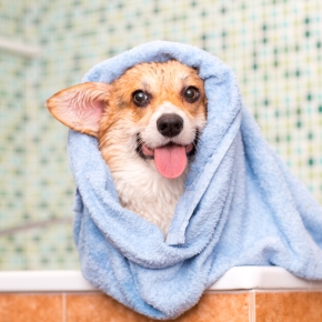Our tail-wagging dog grooming guide is here
