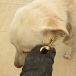 New Anti-Theft Law is Good News for Pet Owners in Somerset