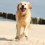 Nurture’s Guide to a Worry-Free Beach Day with Your Dog
