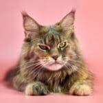 New Cat Microchipping Law: Don’t Get Fined – Act Now!