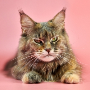 New Cat Microchipping Law: Don’t Get Fined – Act Now!