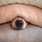 Create a Firework Retreat for Your Pet with Nurture’s Guide