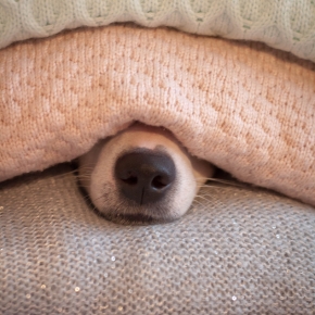 Create a Firework Retreat for Your Pet with Nurture’s Guide