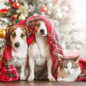 Time to Pet-proof Your Festive Plans with Nurture