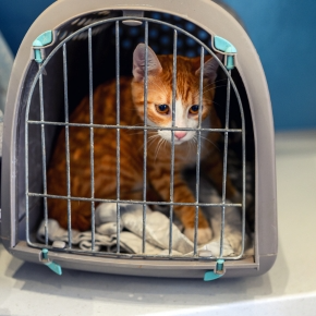 Try Nurture’s Tips for Getting Your Cat into Their Carrier