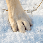Winter Walks & Paw Protection Advice for Dog Owners in Somerset
