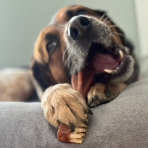 Dental Dilemmas: Which Dog Chews to Choose?