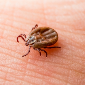 Vet Rachel Explains Why Ticks Are a Problem for Pet Owners