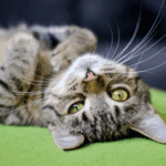 Vet Rachel Shares The Key Elements Needed for a Happy Cat