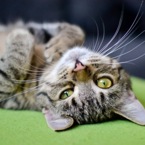 Vet Rachel Shares The Key Elements Needed for a Happy Cat