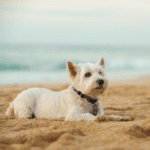 Looking for Dog-Friendly Days Out Near You? Get Our Fun Guide