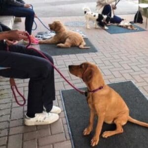 Three puppies with their owners on mats on a paved outdoor area
