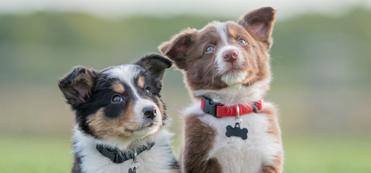 Puppy School at Nurture Wells