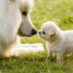 Your Growing Dog – How to Support Their Development