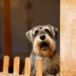 Our Team in Wells Explain Why Dogs Bark Excessively