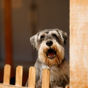 Our Team in Wells Explain Why Dogs Bark Excessively