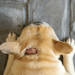 Pet Hot Spots – What Causes Them?