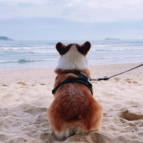 Preparing for a Dog-Friendly Beach Day with Nurture