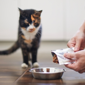 How to Decide on the Right Holiday Care for Cats