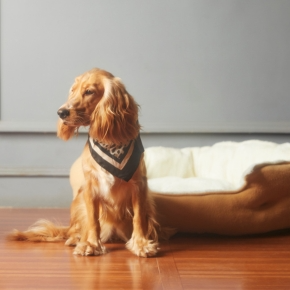 Adjusting to Life with a New Pet in Somerset