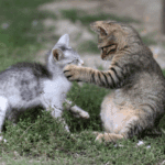 Cat Territory Issues? Read Tips from Nurture