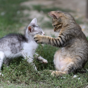 Cat Territory Issues? Read Tips from Nurture