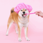 Five Tips for Making Cat and Dog Dental Care Less of a Chore