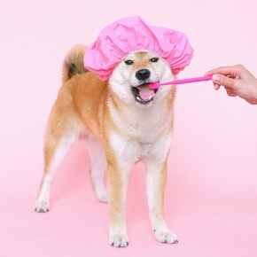 Five Tips for Making Cat and Dog Dental Care Less of a Chore