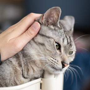 Nurture’s Team on Common Types of Lumps in Cats