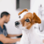 I Found a Lump on My Dog – What Should I Do?