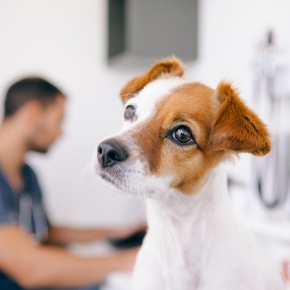 I Found a Lump on My Dog – What Should I Do?
