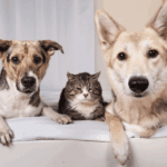 Nurture on Supporting Arthritic Pets at Home