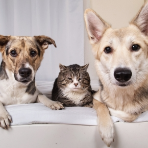Nurture on Supporting Arthritic Pets at Home