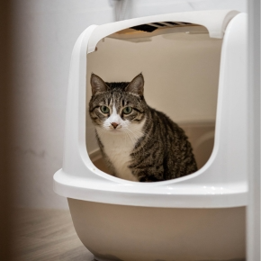 How to Recognise Urinary Problems in Cats Fast